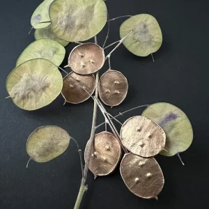 Boucles d’oreilles berceuses Lunaria annua – Image 2