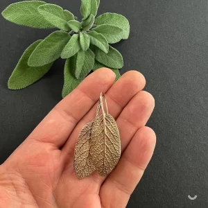 Berceuses Salvia officinalis – Image 3