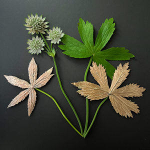 cartes postales *Astrantia* – Image 3