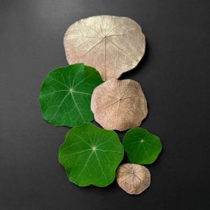 cartes postales *Tropaeolum* – Image 3
