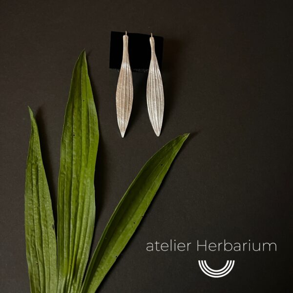 BOUCLES D'OREILLES PLANTAGO LANCEOLATA - AG 925